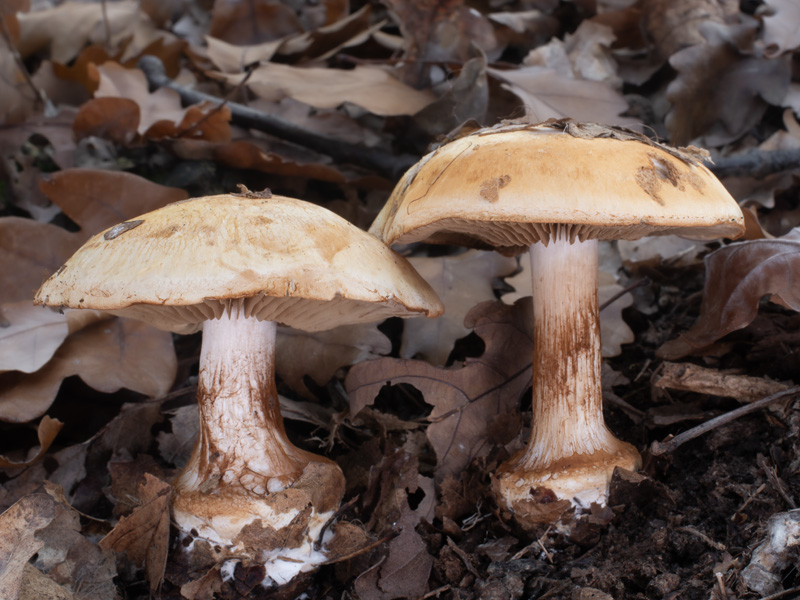 Cortinarius osmophorus